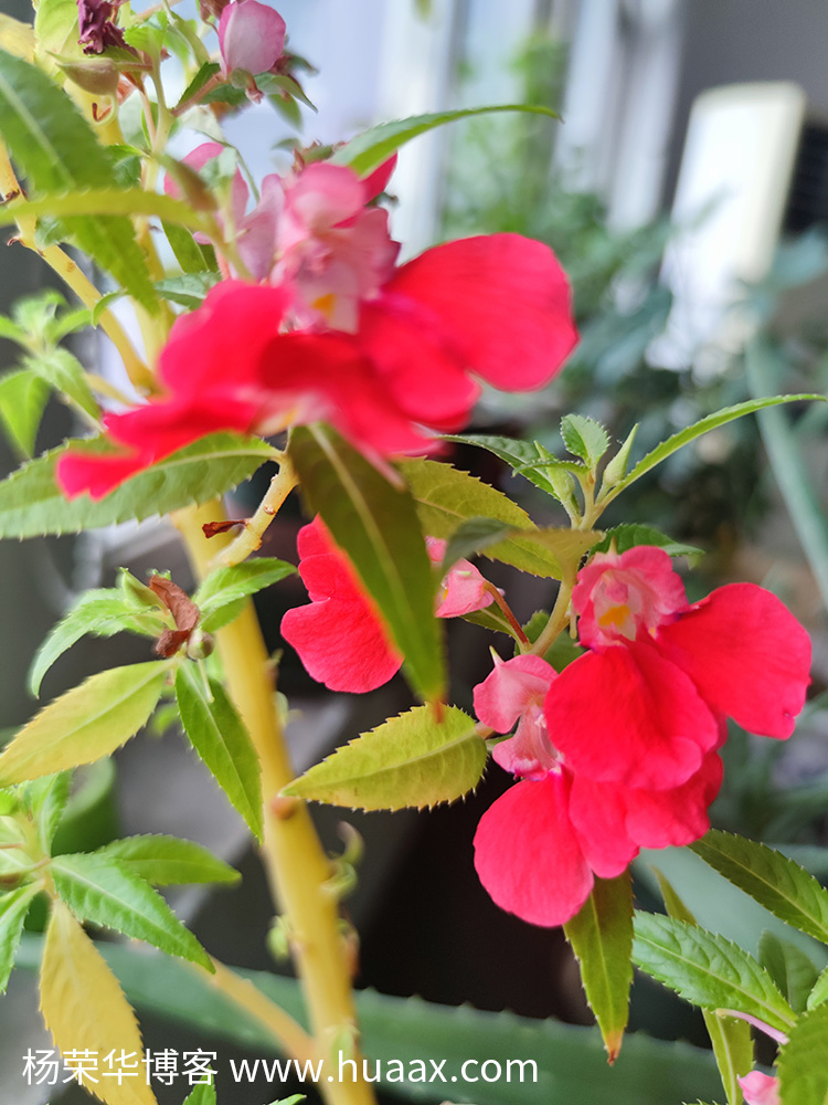 指甲花