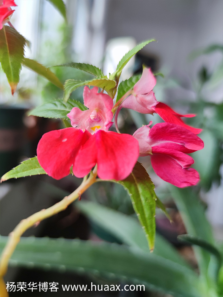 指甲花