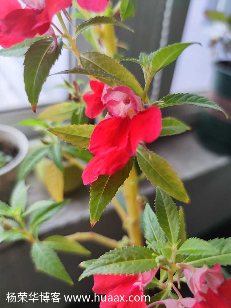 指甲花