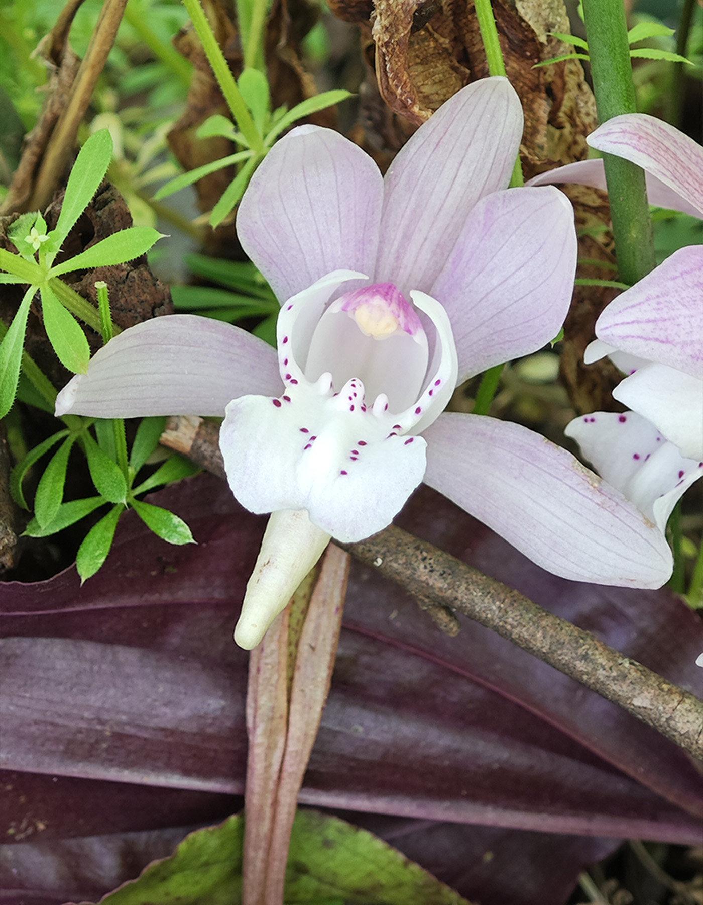 独花兰