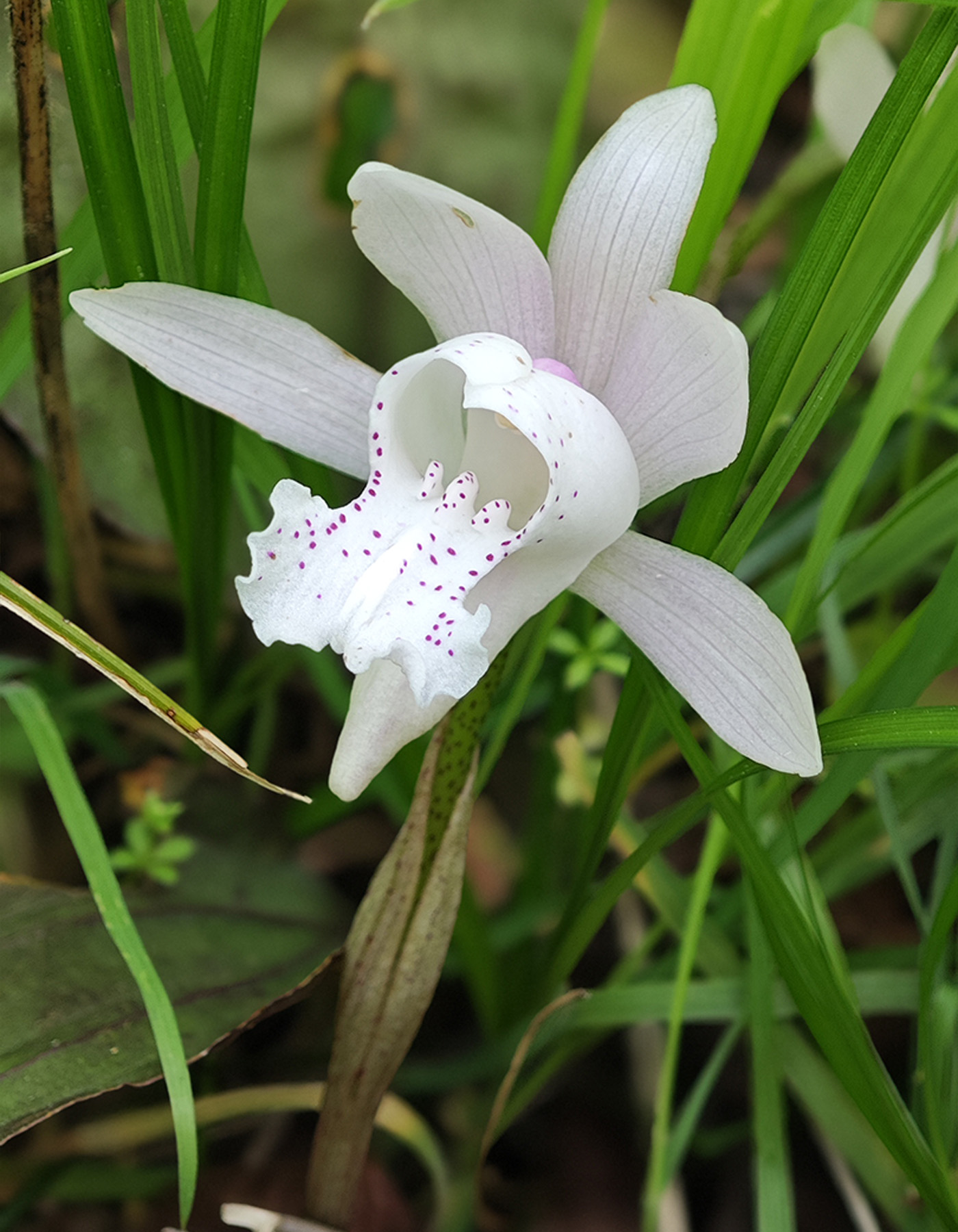 独花兰