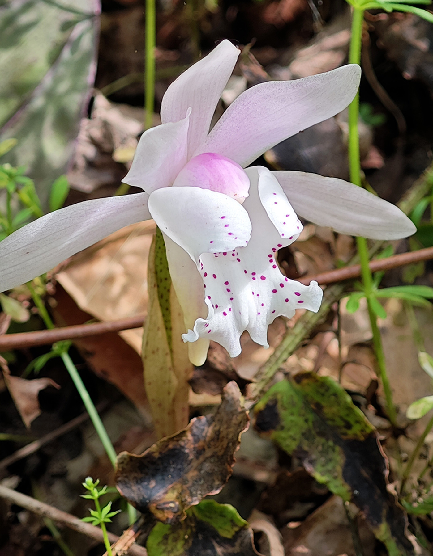 独花兰