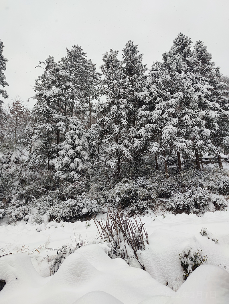 大雪